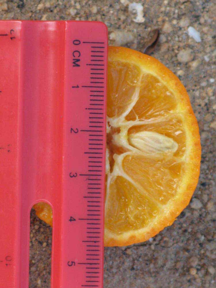            Fruit cross-section (Riverside, CA)   
